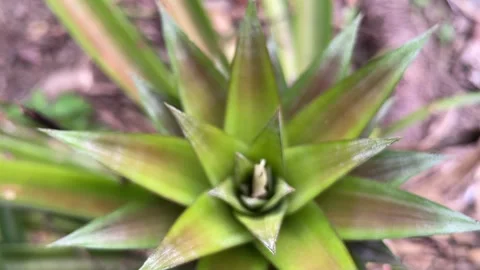 Top-down macro view of a young pineapple crown showing sharp Stock Footage 314259801