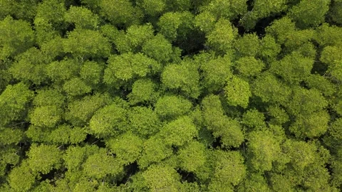 Top Down Mangrove Canopy Patterns in Bacungan Palawan Stock-Footage 347182608