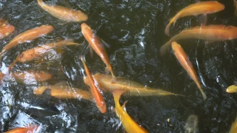 Top Down Many Orange Koi Fish in Pond 4K Stock Footage 107289771