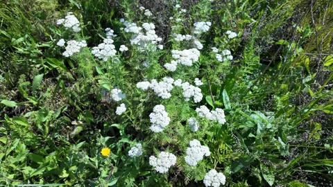Top down meadow view of white clustered wildflowers with feathery leaves Stock Footage 338227300