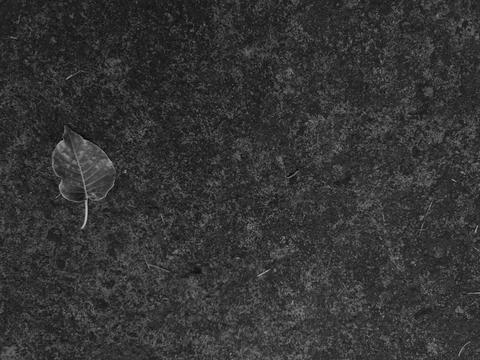 A top down monochrome view captures a single dry fallen leaf resting quietl.. 스톡 사진