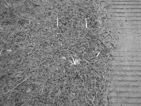 A top down monochrome view captures a thick wild grass lawn bordered by a g.. Stock Photos