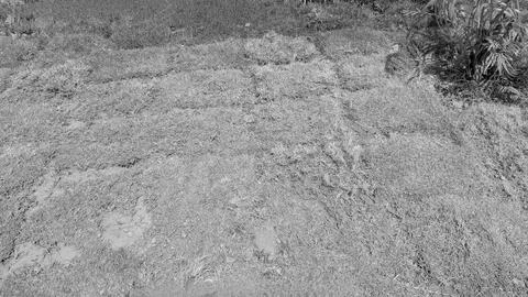 A top down monochrome view captures a flat patch of dry rural ground filled.. 스톡 사진