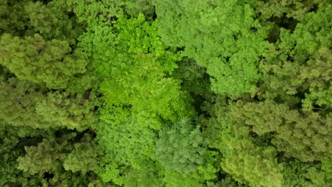 Top down move from green trees to stacked logs at forest logging camp Stock Footage 243693751