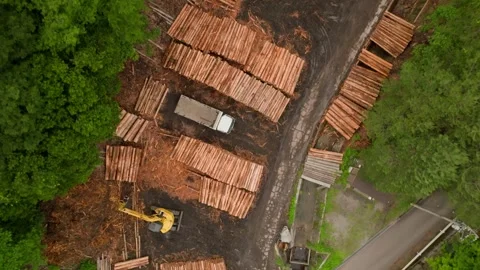 Top down move over stacked logs to green forest canopy Stock Footage 246062512