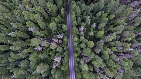 Top down moving aerial view of a road through forest with a car driving Stock Footage 72137680
