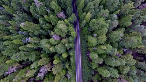 Top down moving aerial view of a road through forest with a car driving Video stock 72138322
