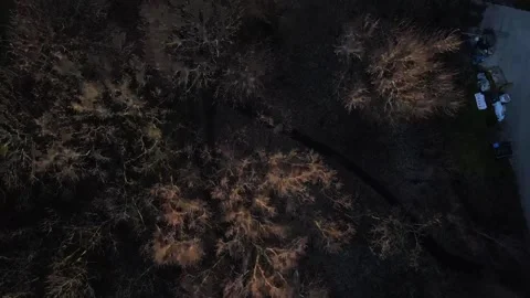 Top down nature scene of trees and lake during spring in Friedrichshain Ber.. Stock Footage 244161986