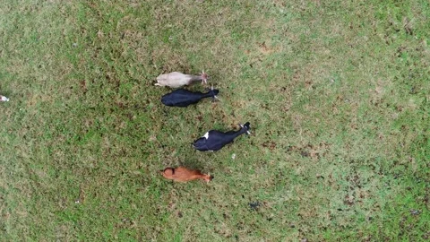 Top down Nguni Cows Stock Footage 186082764