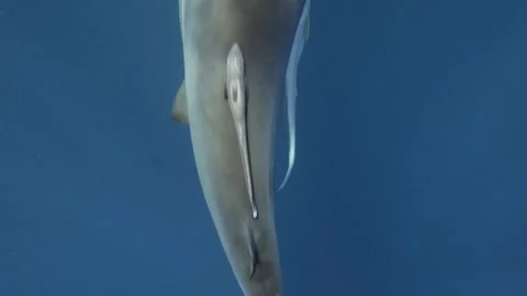 Top Down Oceanic Black Tip Shark, Aliwal Shoal South Africa Stock Footage 238018445