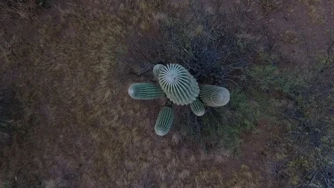Top-down orbit of a desert saguaro cactus Stock Footage 70883687
