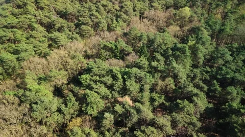 Top-down Orbiting Drone View of Forest in Lichtaart, Flanders Stock Footage 306135483