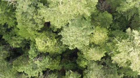 Top Down of an Oregon Forest Drone Aerial View Stock Footage 148726995