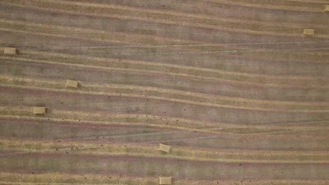 Top Down over Fields from a drone, Torquay, Devon, England Vidéo 314988708