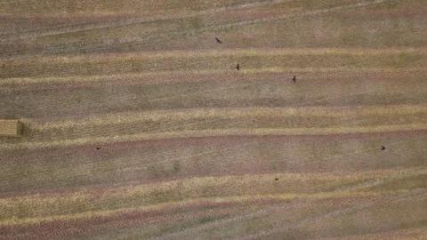 Top Down over Fields from a drone, Torquay, Devon, England Vidéo 314988725