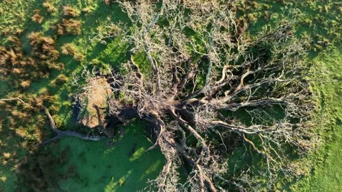 Top Down over overturned old oak in the rays of the rising autumn sun Stock Footage 220619388