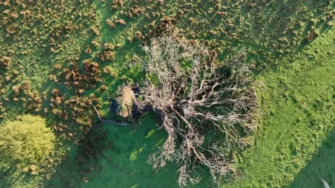 Top Down over overturned old oak in the rays of the rising autumn sun 動画素材 220619389