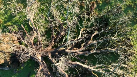 Top Down over overturned old oak in the rays of the rising autumn sun Stock Footage 220621277