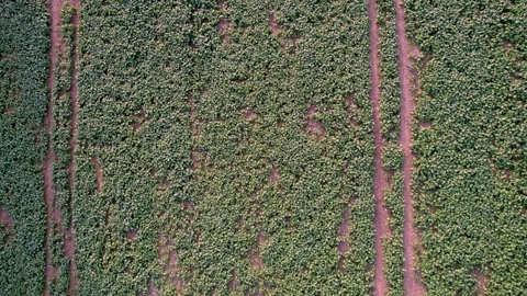 Top-Down Over Rapeseed Field — Abstract Patterns Stock Footage 320304641