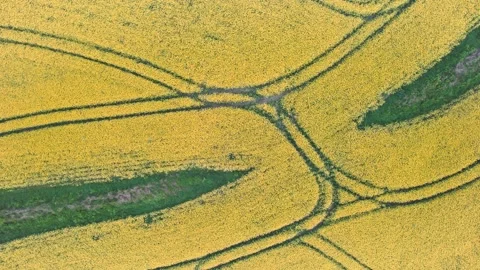 Top Down over Rapeseed fields and Farmlands from a drone, Devon, England 動画素材 187541919