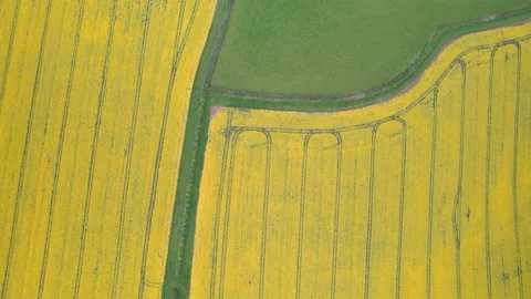 Top Down over Rapeseed fields and Farmlands from a drone, Devon, England Stock Footage 187563033
