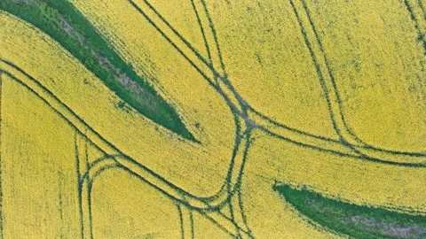 Top Down over Rapeseed fields and Farmlands from a drone, Devon, England Stock Footage 187573460