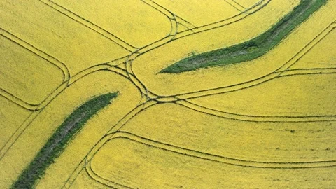 Top Down over Rapeseed fields and Farmlands from a drone, Devon, England 動画素材 190717669