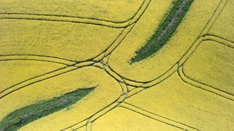 Top Down over Rapeseed fields and Farmlands from a drone, Devon, England Stock Footage 190910956