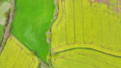 Top Down over Rapeseed fields and farms from a drone, Devon, England Stock-Footage 274203842