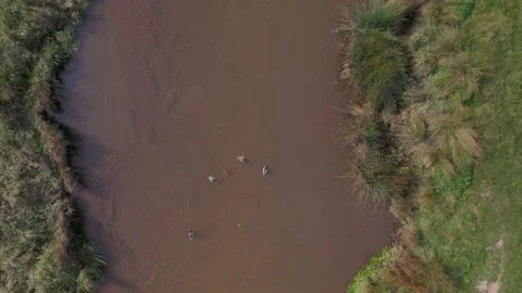 Top Down over River Kenn in Powderham Park from a drone Powderham Castle Exeter Vidéo 203984505
