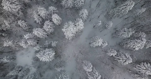 Top Down overhead Aerial View Of Snowy Trees Stock Footage 125349536