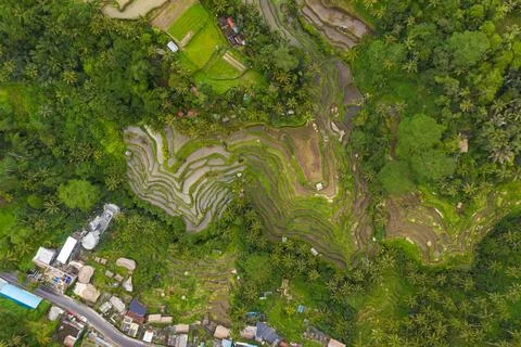 Top down overhead aerial view of farm paddy rice plantations near small rural Stock Photos