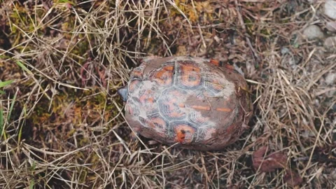Top Down Overhead Push In Of Adult Box Turtle Shell Stock Footage 136781553