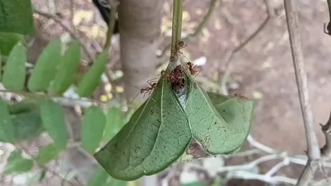 Top Down Overhead View Of Asian Weaver Ant Folded Leaf Nest Stock Footage 340201490