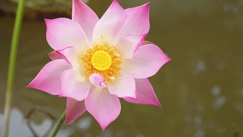 Top-Down Overhead View Of Pink Lotus Flower Blooming Over Water Vídeos de archivo 337243861
