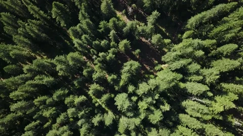 Top Down Pan Across Evergreen Tree Tops Video stock 135362766