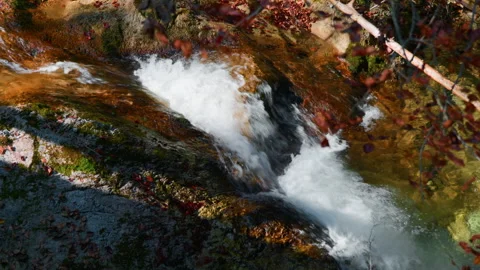 Top-Down Pan of Mountain Stream Flowing Through Stones and Autumn Plants Stock Footage 320050274
