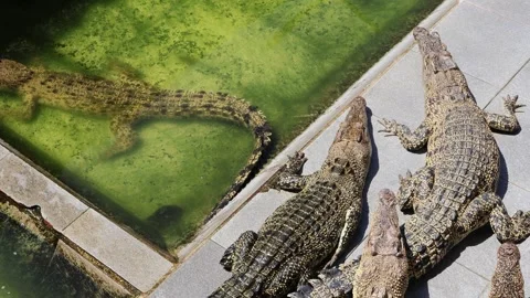 ​A top-down panning shot of several crocodiles basking together Stock Footage 332124472