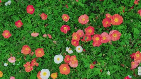 Top down panning view over colorful flowers for nature background Stockbeeldmateriaal 279868025