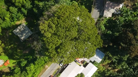 Top Down Parallax Above Remarkable Silk Cotton Tree Tobago Stock-Footage 342354973