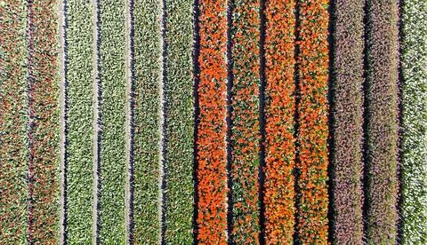 Top Down Pattern Blooming And Unblown Tulip Rows Stock Photos