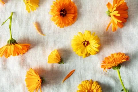 Top down pattern of fresh orange marigold flower heads Stock Photos
