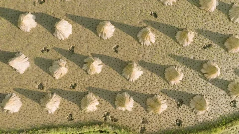 Top down pattern of paddy crop bundles and long shadows in India Stock-Footage 348084679
