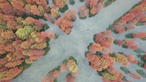 Top Down Pattern Of Wetland Trees And Water in Eastern China Stock Footage 344037373