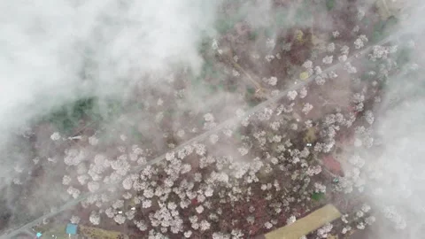 Top down peach blossoms and diagonal path beneath thin cloud in Tibet Stock Footage 345888490