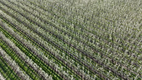 Top Down Pear Orchard Blossom Pattern Stock Footage 340059023