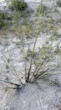 A top-down perspective captures a sparse clump of resilient green grass sprou 库存照片