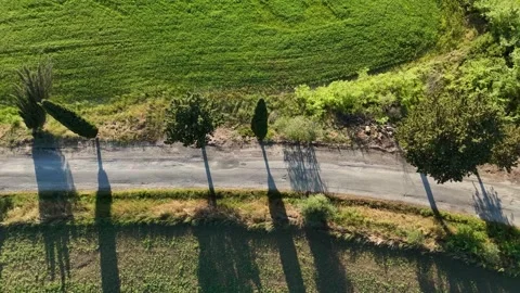 Top Down Perspective of Cypress Road Splitting Green Tuscan Fields Stock-Footage 347039824