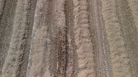 Top-down perspective of a dry agricultural field with parallel rows of cut Stock Footage 300607976