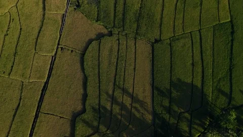 Top-down perspective of irrigated rice fields. Ideal for farming or as busin 스톡 동영상 333684076
